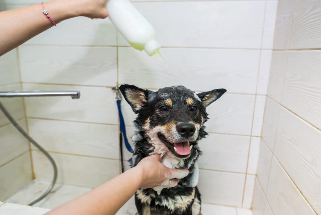 The groomer washes the dog with her hands