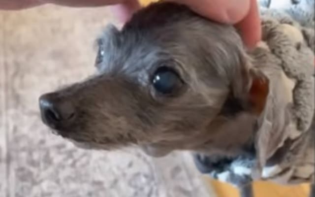 Tiny 14 Year Old Dog Left at Shelter 1