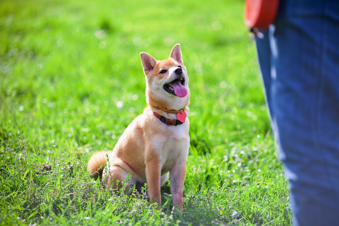 Training dog outside 1400x934 1