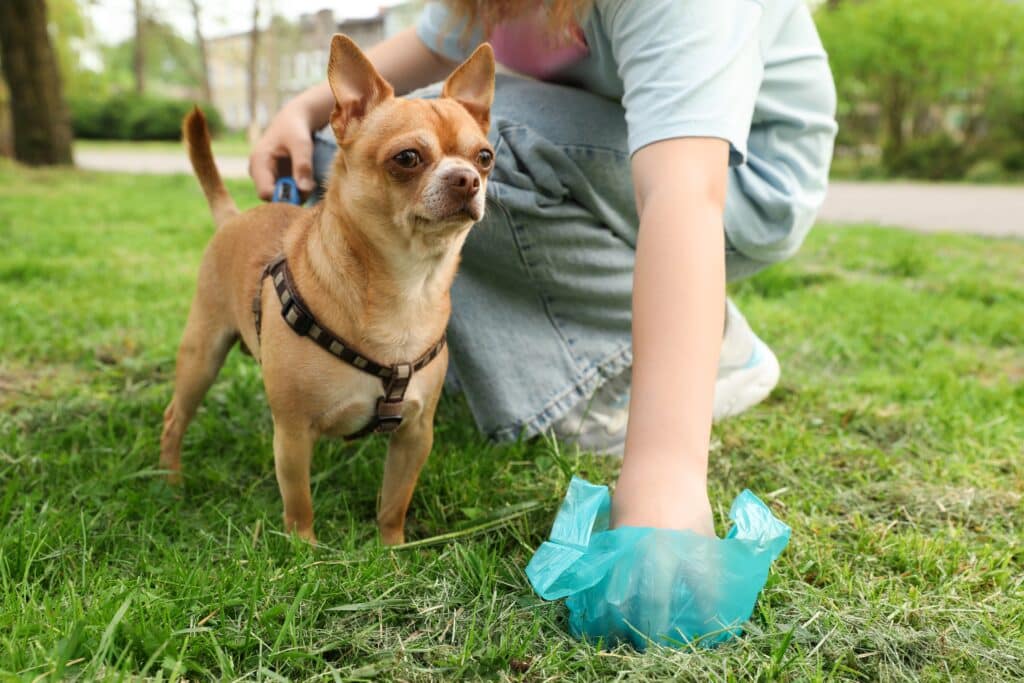 Woman picking up her dog's poop from green grass in park as part of dog routine