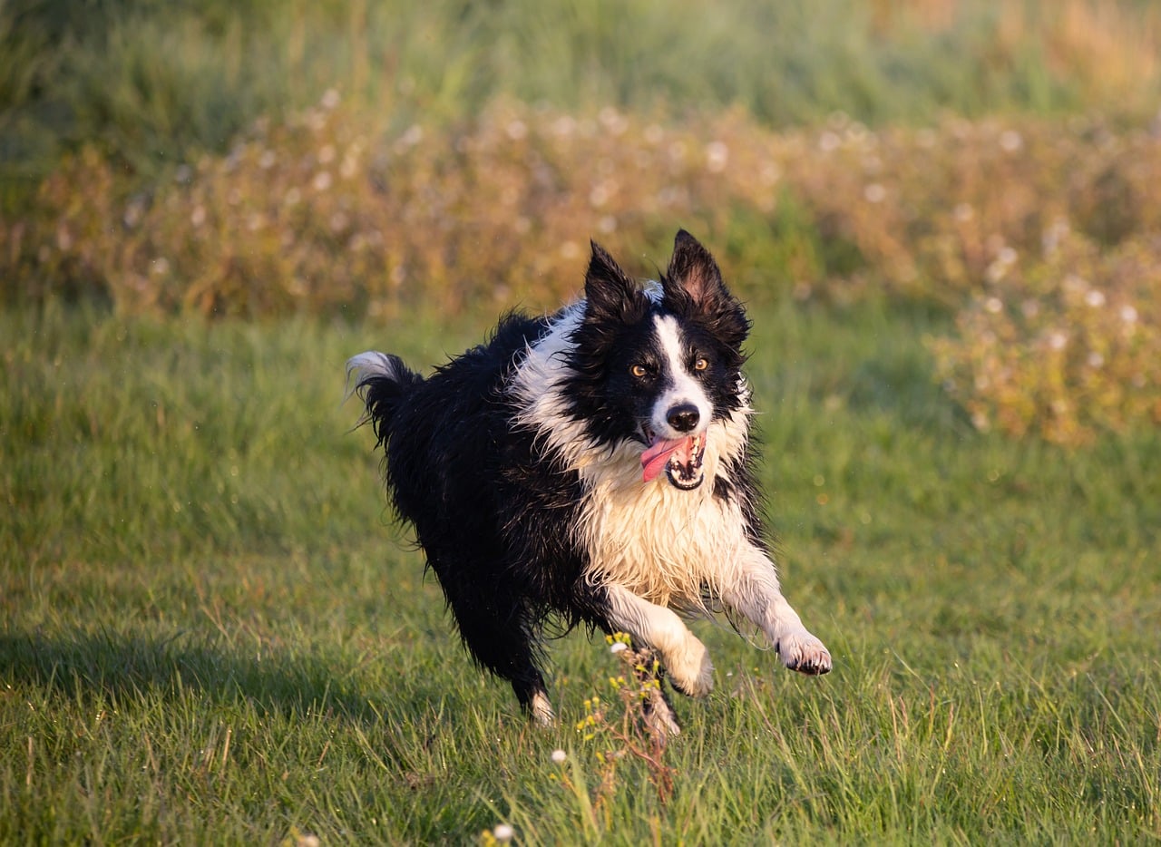 border collie 5150955 1280 2