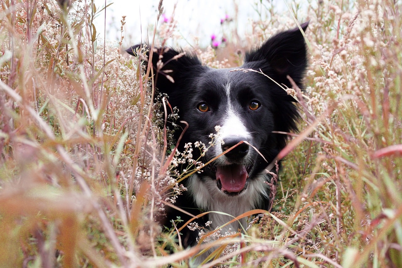 border collie 5324985 1280