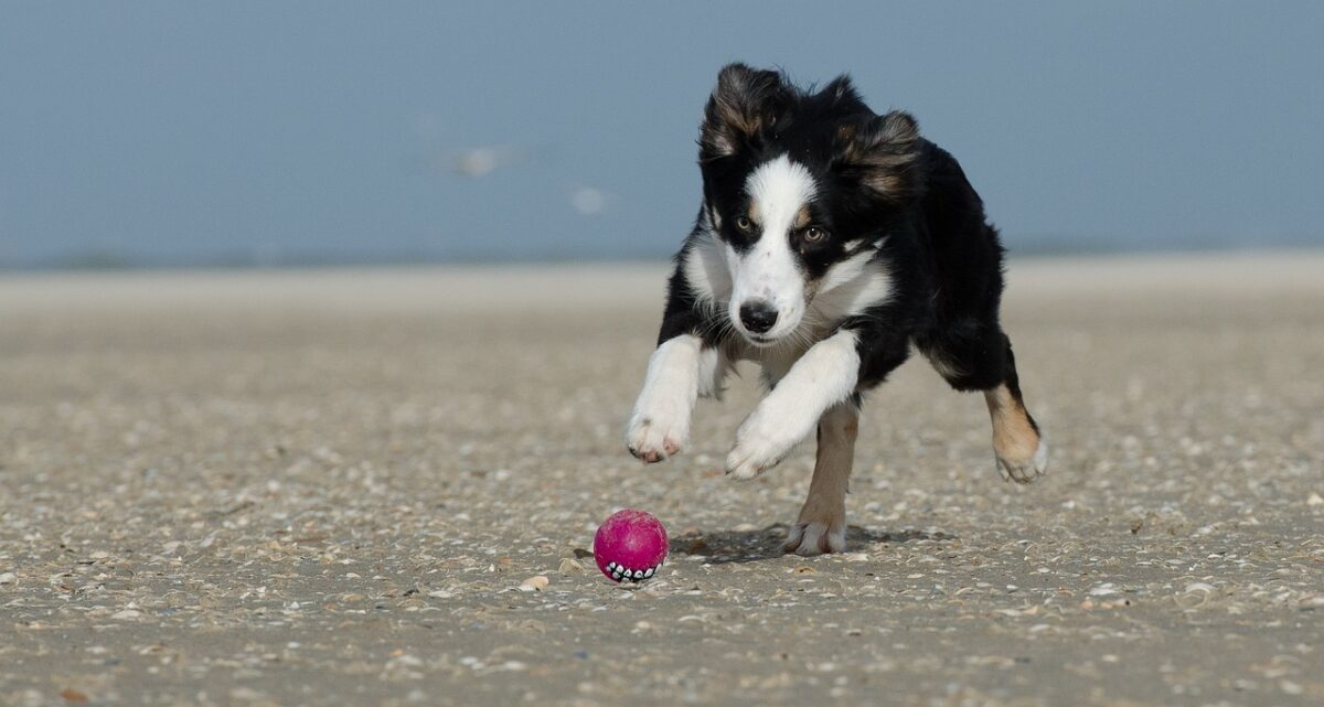 border collie 662705 1280 e1730463390887