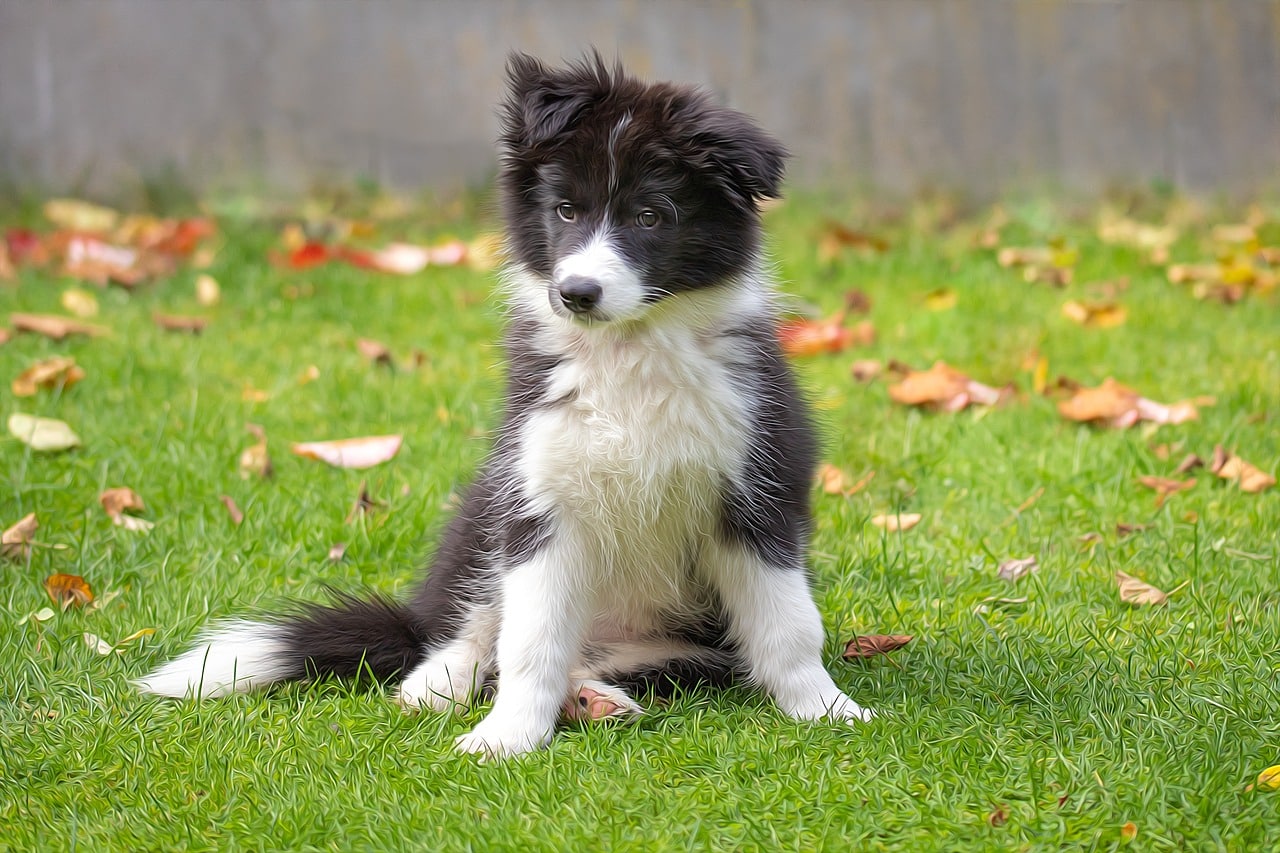 border collie 6773336 1280