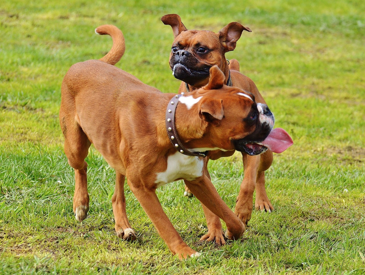 boxer dogs 1321226 1280