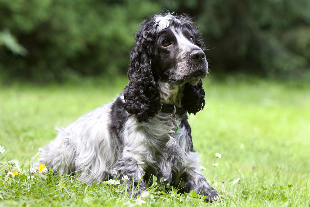 cocker spaniel 1