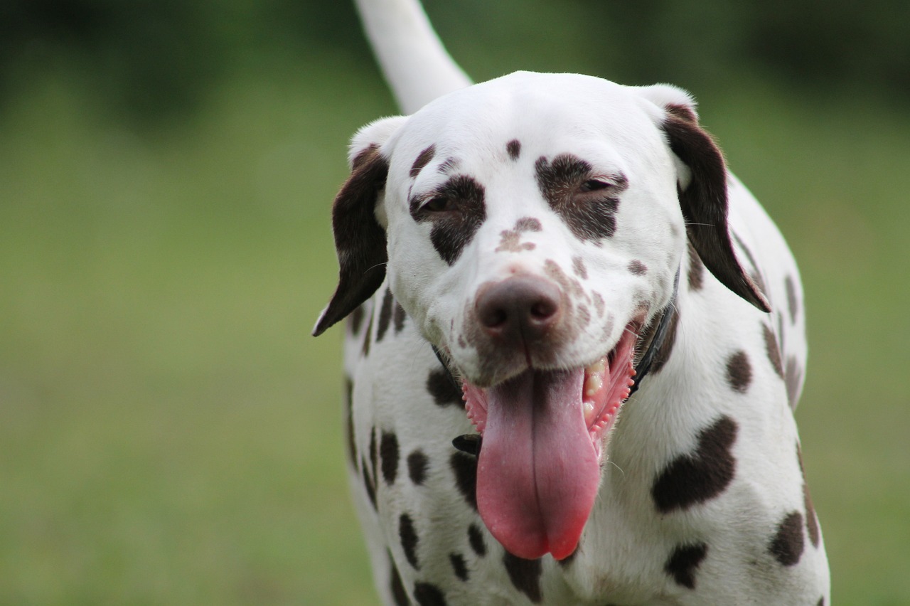 dalmatian 599681 1280