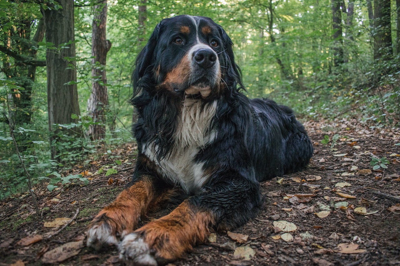 Bernese Mountain Dog