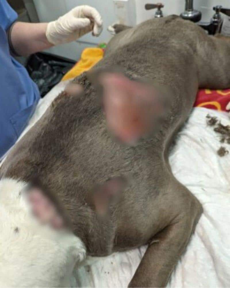 dog with large burns on its body left by owner to suffer