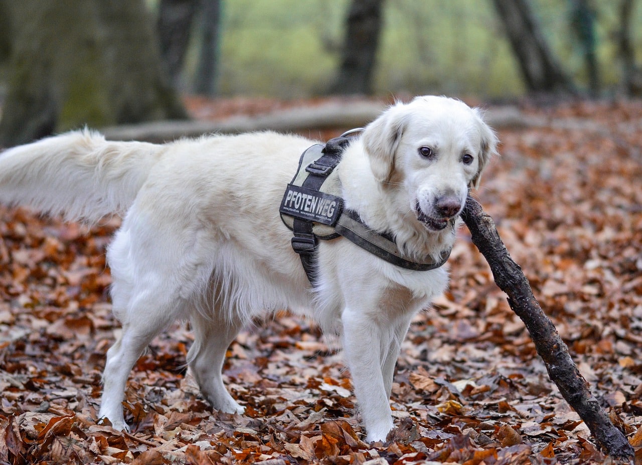 golden retriever 3616893 1280