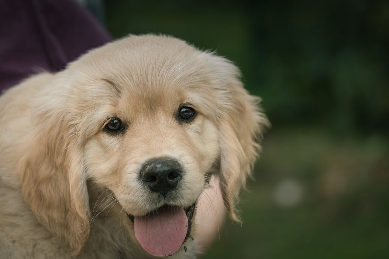 golden retriever 7412806 1280