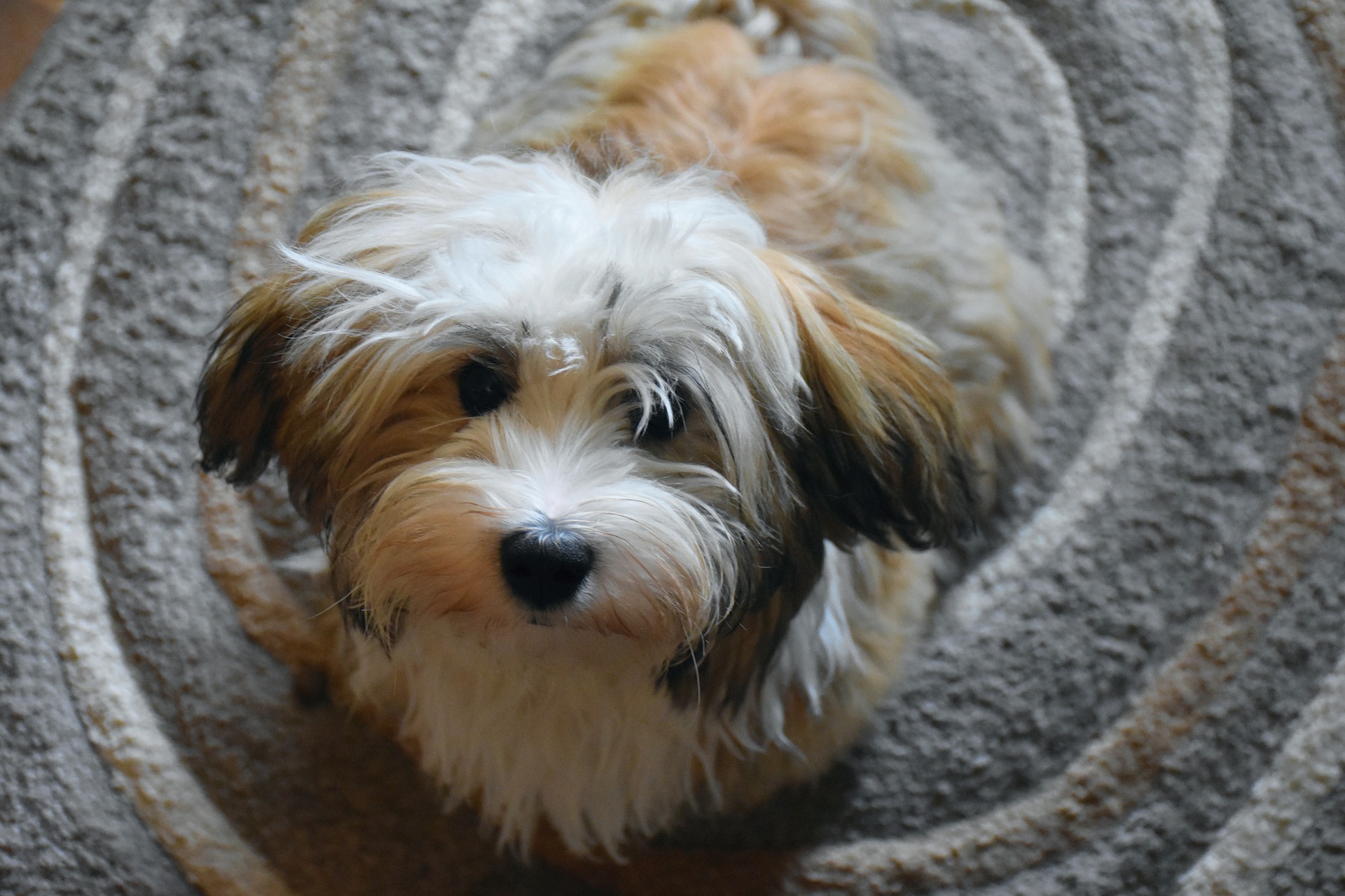 Havanese-dog-breed