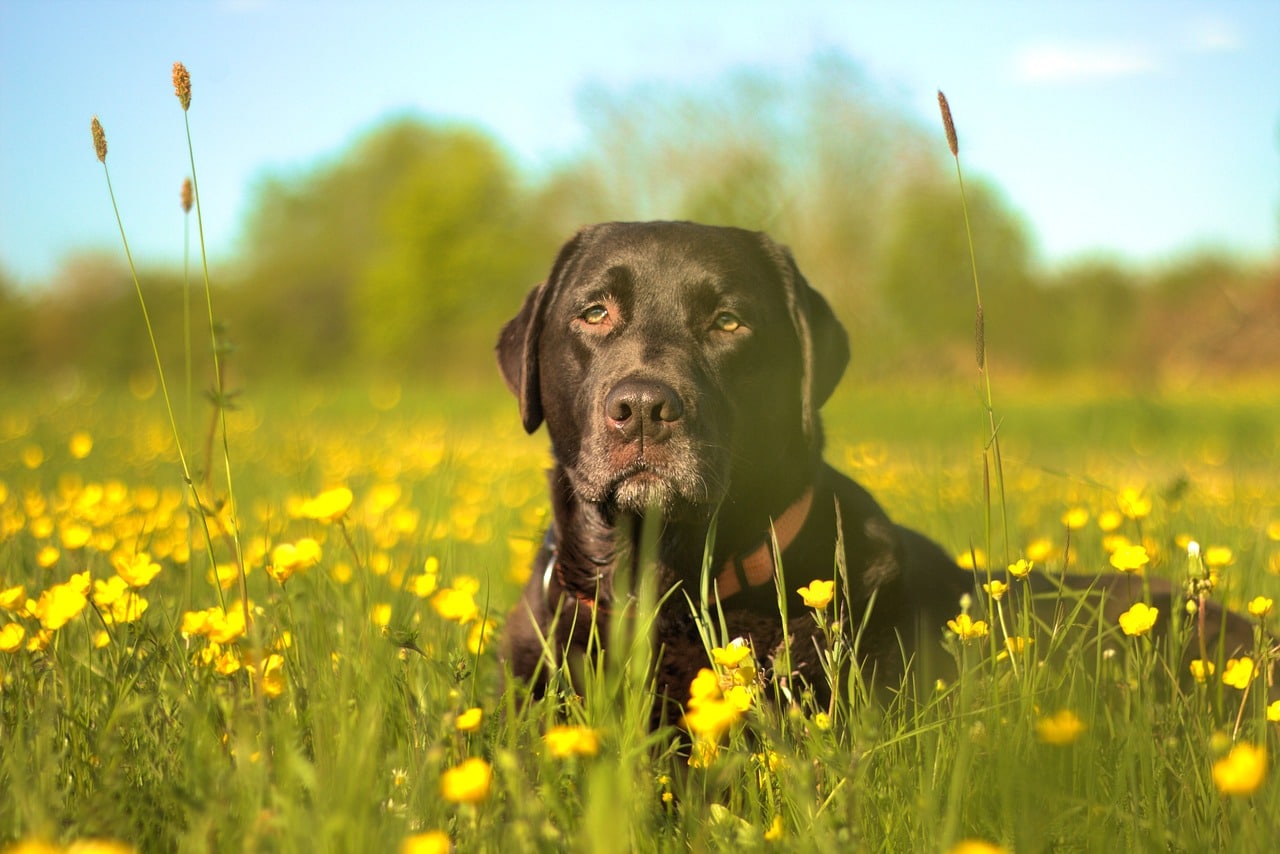 labrador 1385749 1280