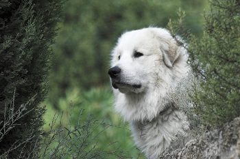 pyrenean mountain dog 2690944 1280 e1736526841337 350x233 1