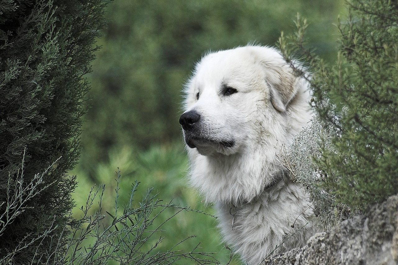 pyrenean mountain dog 2690944 1280 e1736526841337