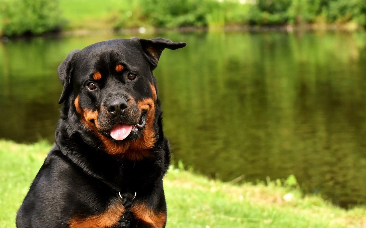 rottweiler 3478955 1280 1