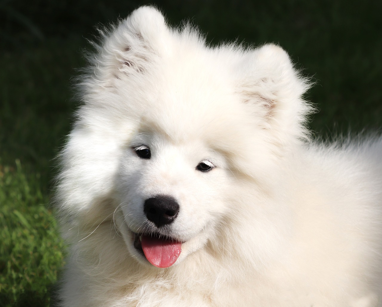 samoyed 6551104 1280 1 1