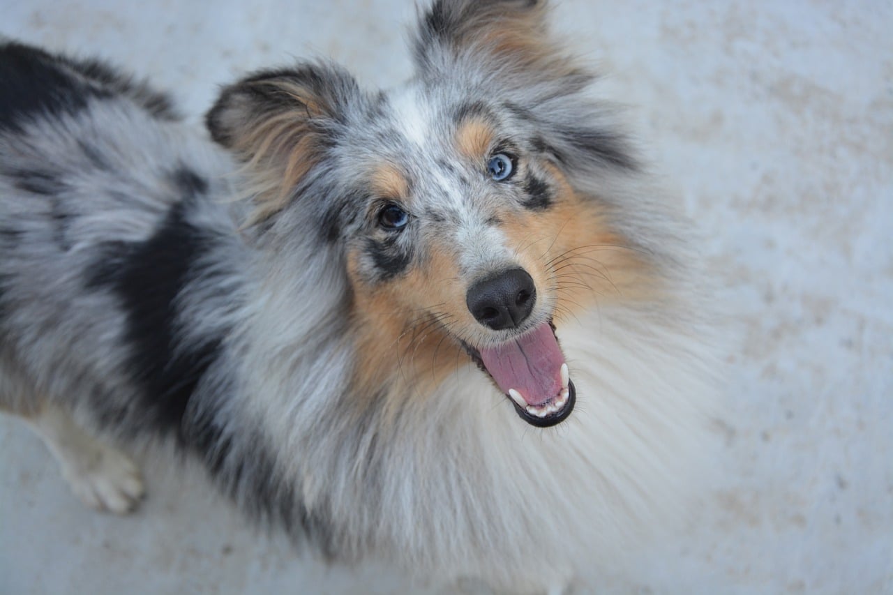 shetland sheepdog 2417421 1280