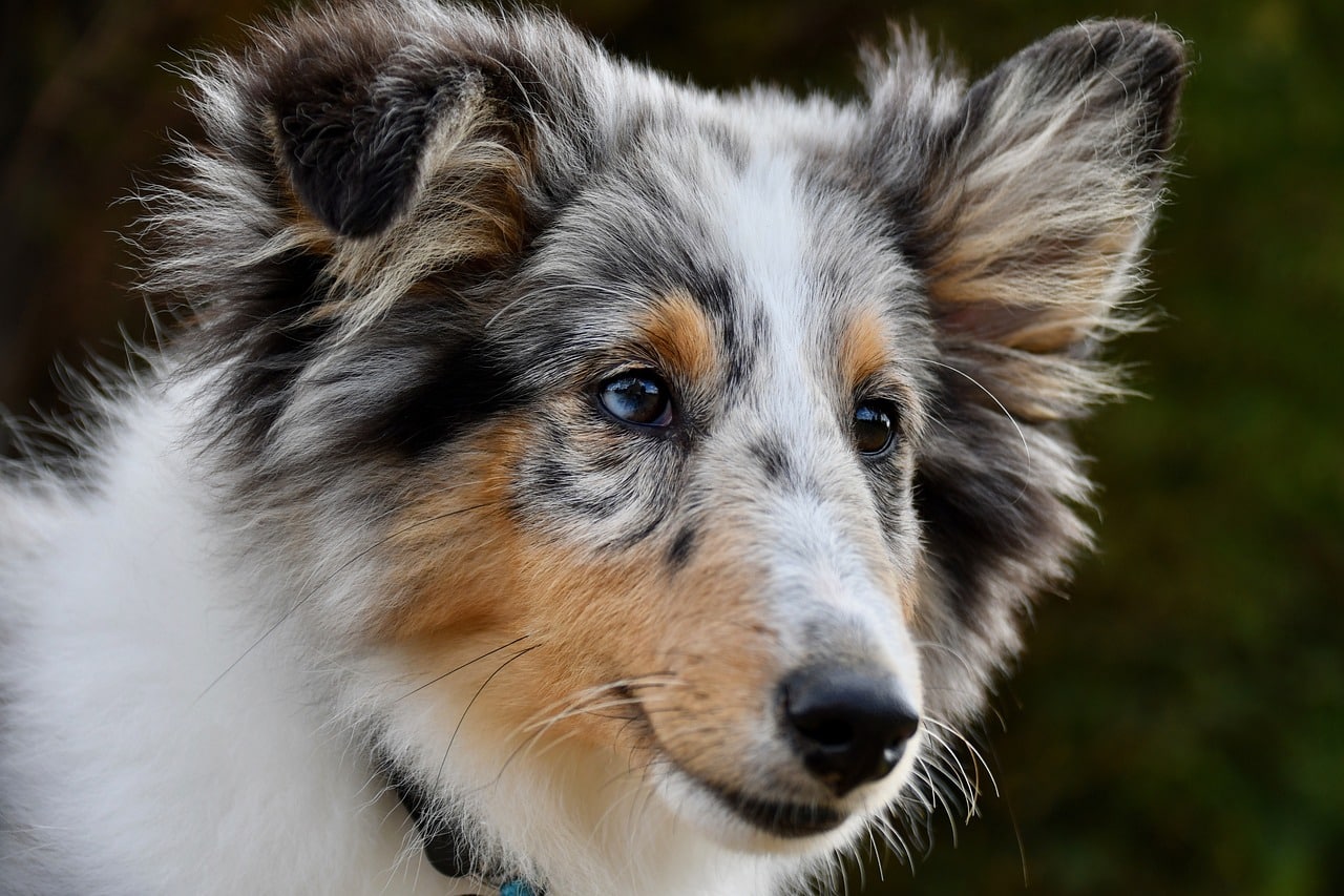 shetland sheepdog 6513028 1280