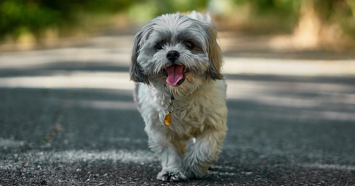 shih tzu