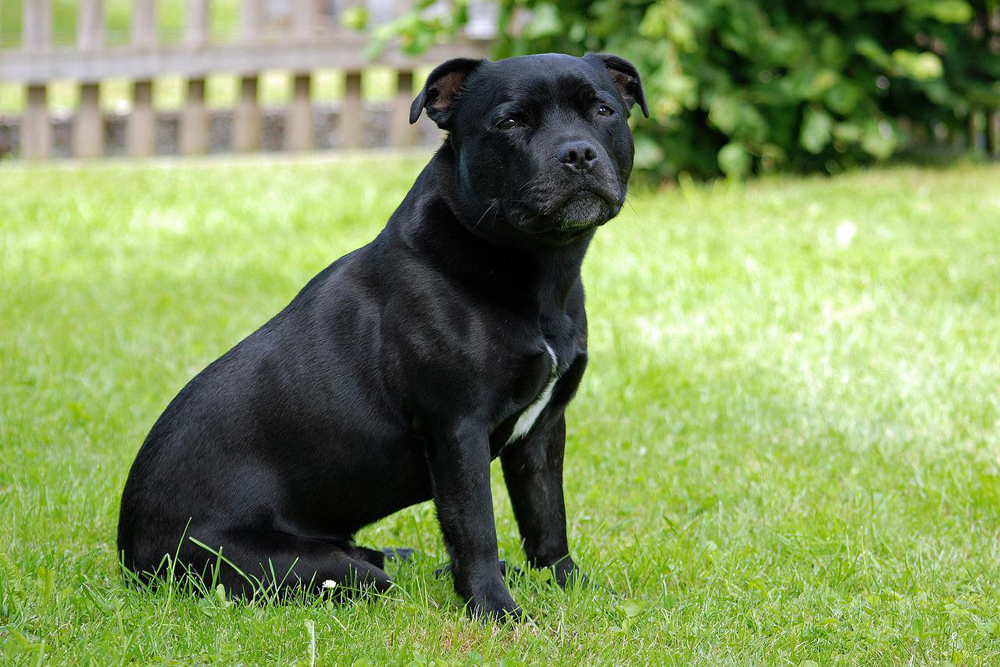 staffordshire bull terrier 2