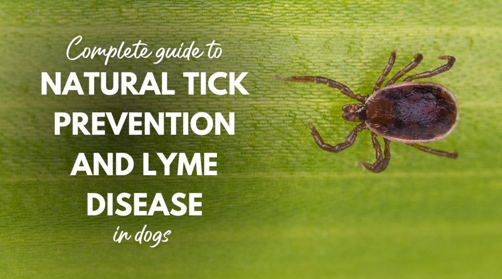 Complete Guide to Natural Tick Prevention and Lyme Disease in Dogs