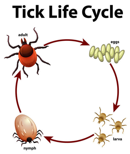 Tick life cycle