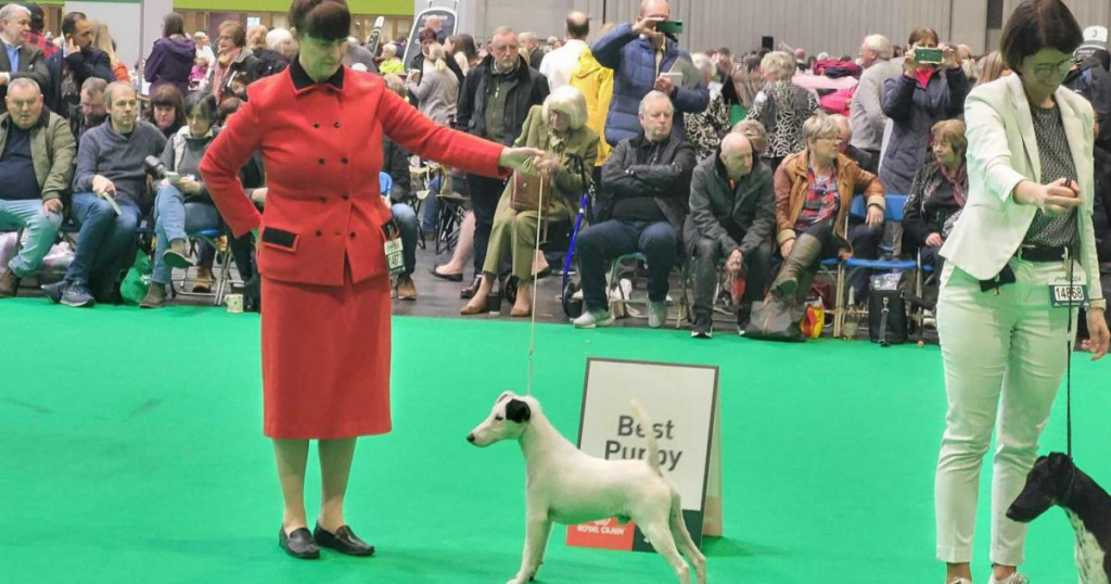 Breeder issues plea as iconic HMV mascot dog suffers lowest ever annual puppy births - Braintree and Witham Times 2 wp header logo 101