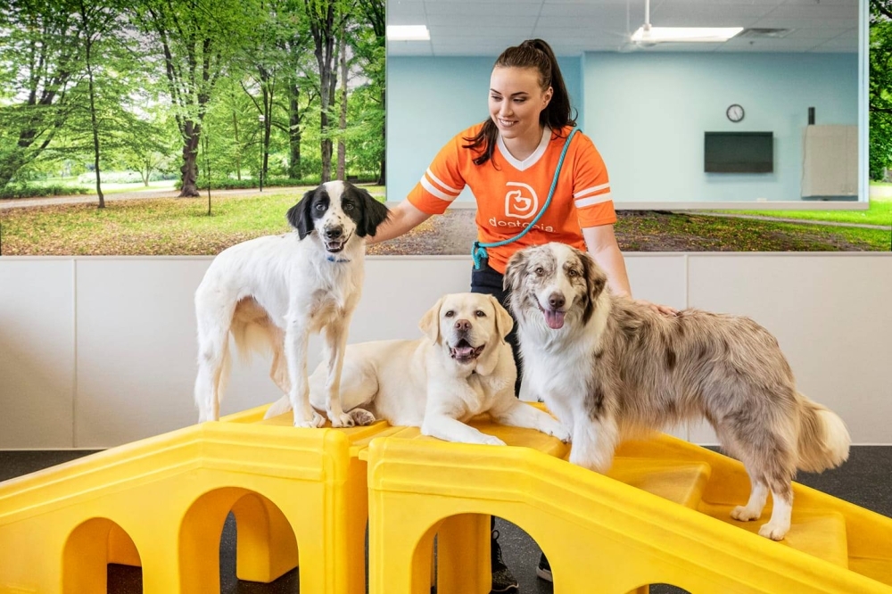 Dogtopia offers dog grooming, daycare in Coppell - Community Impact 2 wp header logo 106