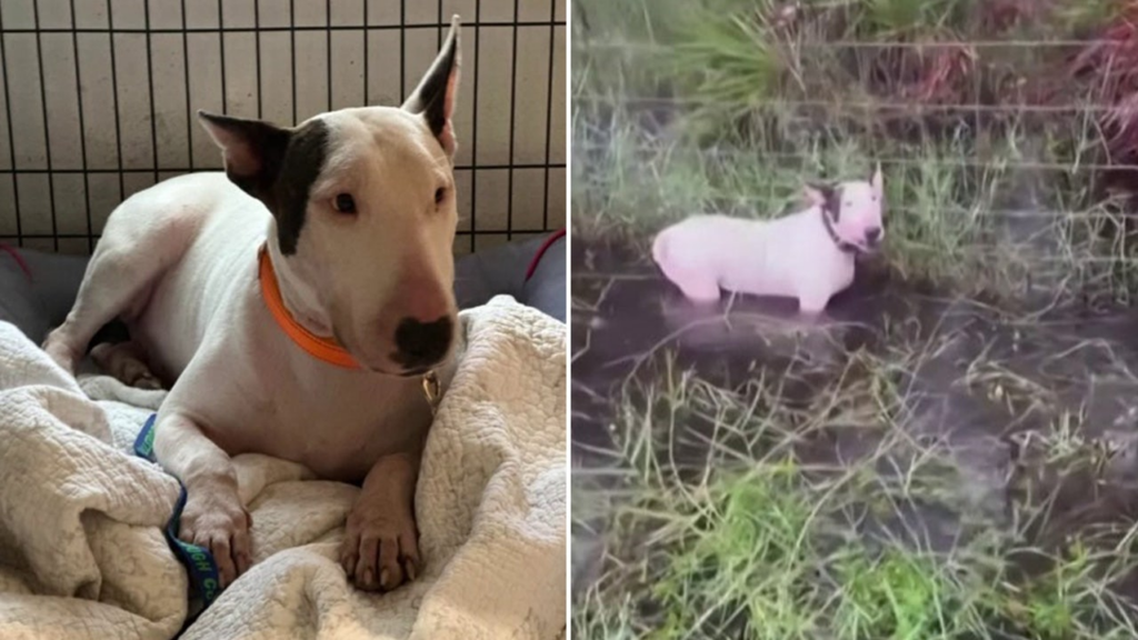 ‘Trooper’s Law’: Dog abandoned on I-75 during Hurricane Milton evacuations inspires Florida bill - FOX 13 Tampa 2 wp header logo 111
