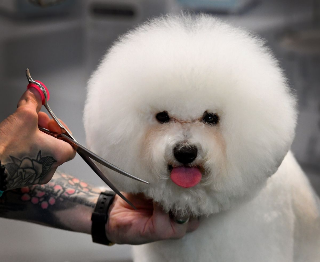 Crufts 2025 at the NEC: 19 pooch-tastic photos of dogs arriving for the greatest dog show in the world - Express & Star 2 wp header logo 123