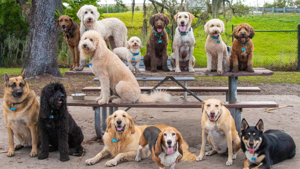 The world's most beautiful dog has been revealed according to science - UNILAD 2 wp header logo 129