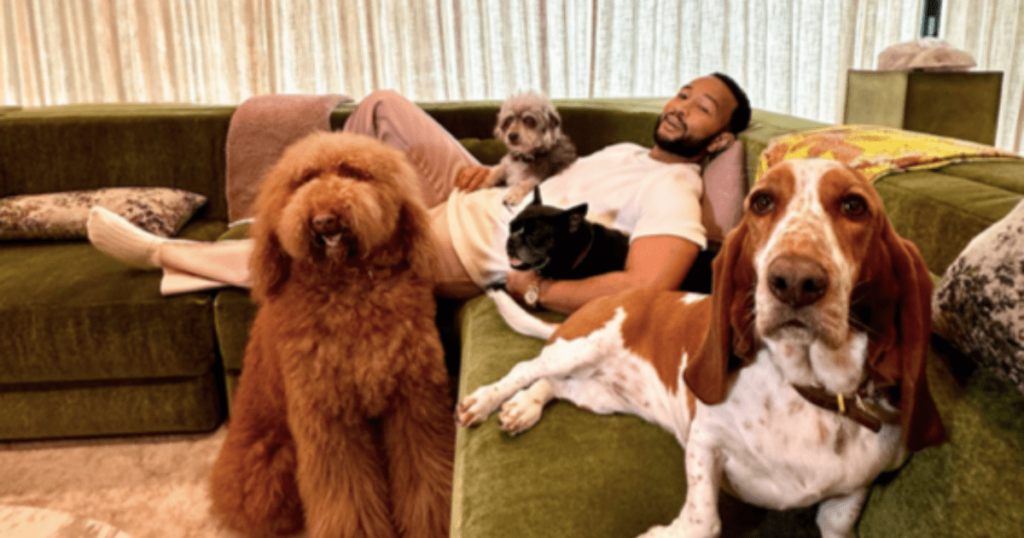 Chrissy Teigen & John Legend’s Dogs Pearl, Penny, & Petey: Breed, Age, & More - DogTime 2 wp header logo 131