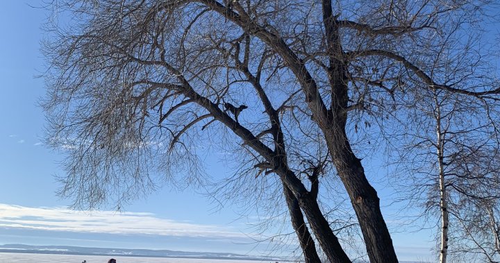 Squirrel-chasing dog defies gravity with 50-foot tree climb in Alberta - Global News Kingston 2 wp header logo 151
