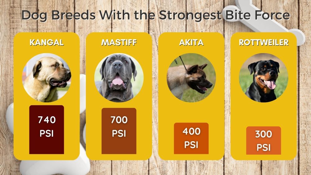 What Dog Breeds Have the Strongest Bite Force? - Lawsuit Information Center Blog 2 wp header logo 166