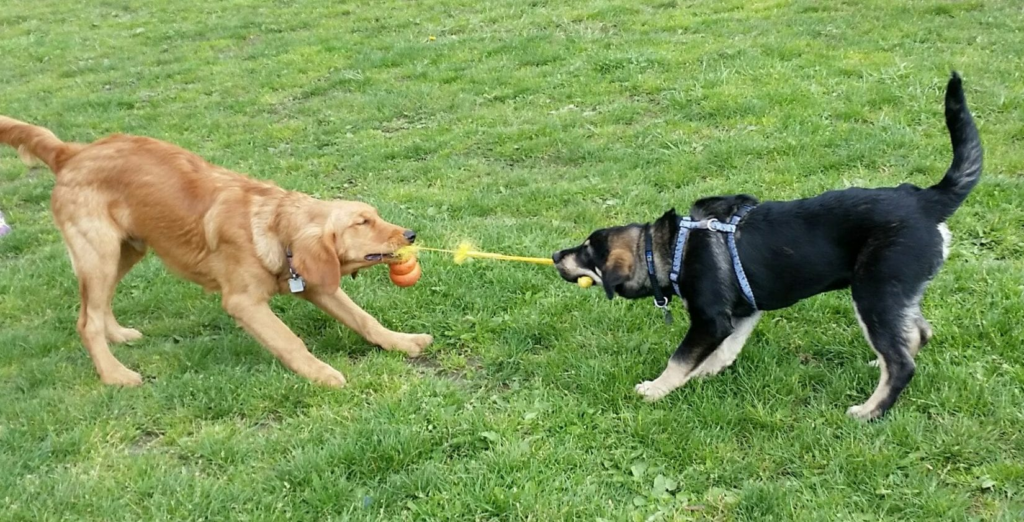 Dog parks: How to reduce risks to your dog and others - BC SPCA 2 wp header logo 180