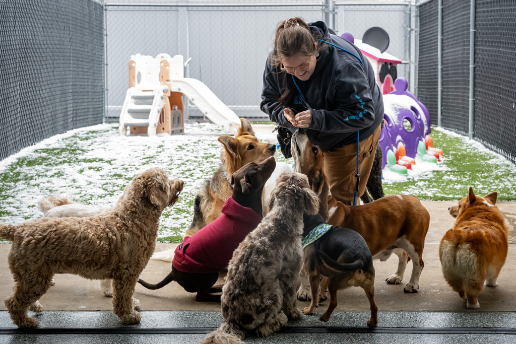Luxury dog boarding, K9 Hideaway, eyes Springfield expansion - Springfield Daily Citizen 2 wp header logo 182