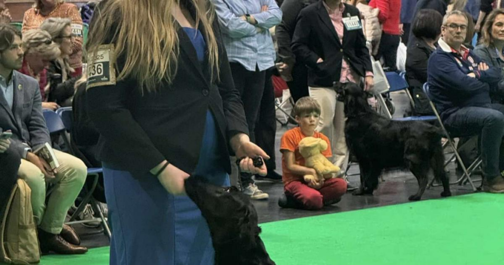 'Crazy' dog from Cumbria wins first at prestigious dog show - The Mail 2 wp header logo 187