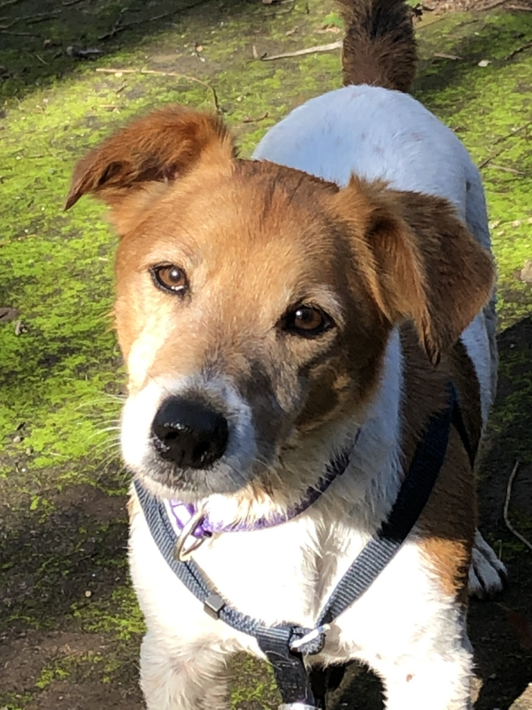 Uncontrolled dogs, or irresponsible owners ? - Madeira Island News Blog 2 wp header logo 188