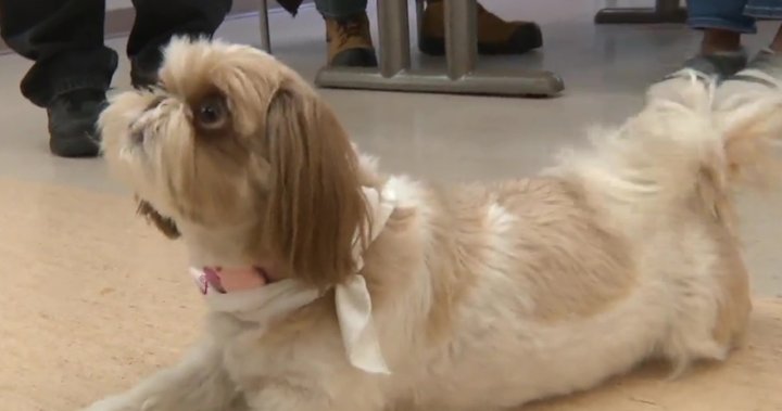 Good pets making a difference by volunteering at Alberta Health Services sites - Global News Kingston 2 wp header logo 189