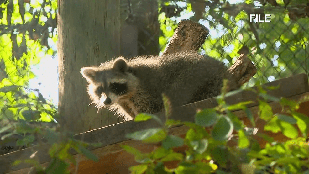 Rabid raccoon in Charleston prompts public health alert after dog exposure - ABC NEWS 4 2 wp header logo 190