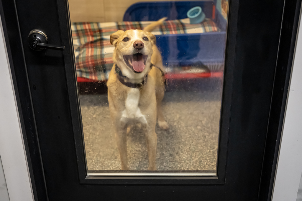 Former deputy’s dog boarding business offers solo rooms, TVs, plush mattresses - Springfield Daily Citizen 2 wp header logo 194