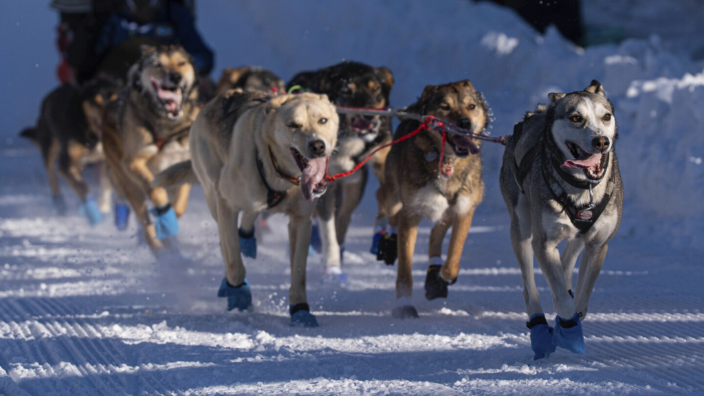 The world's most famous sled dog race is longer than ever. Here's a look at Iditarod, by the numbers - The Associated Press 14 wp header logo 2