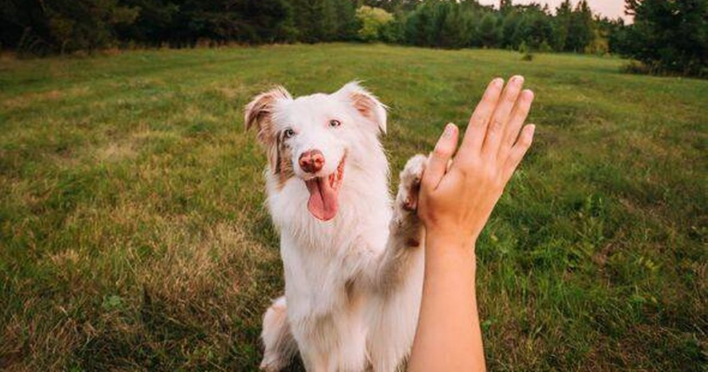 Animal behaviourist names key sign your dog loves you - 'strong signal of affection' - Liverpool Echo 2 wp header logo 203