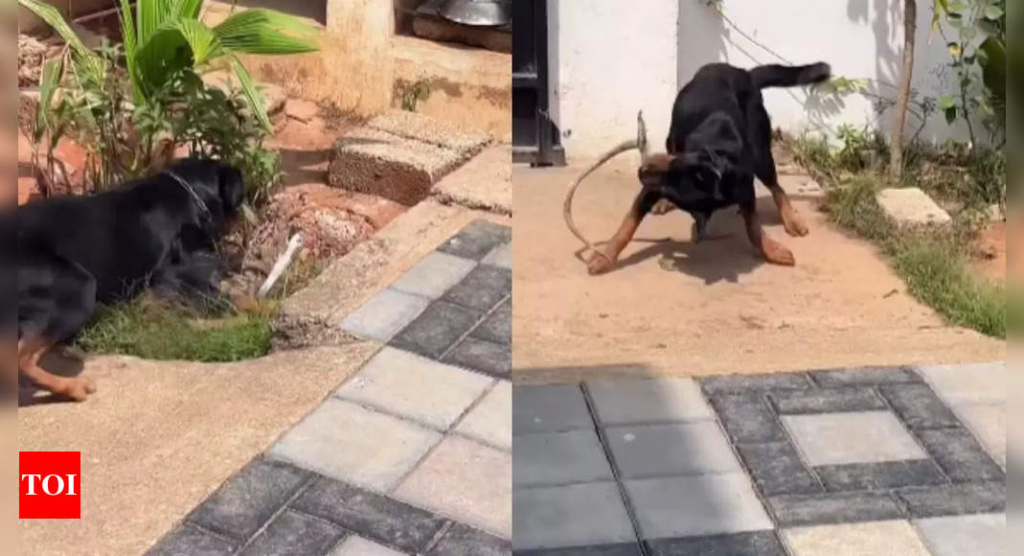 Cobra faces Rottweiler’s aggression in a shocking video, sparking divided opinions - ‘Brave dog, but too - The Times of India 2 wp header logo 205