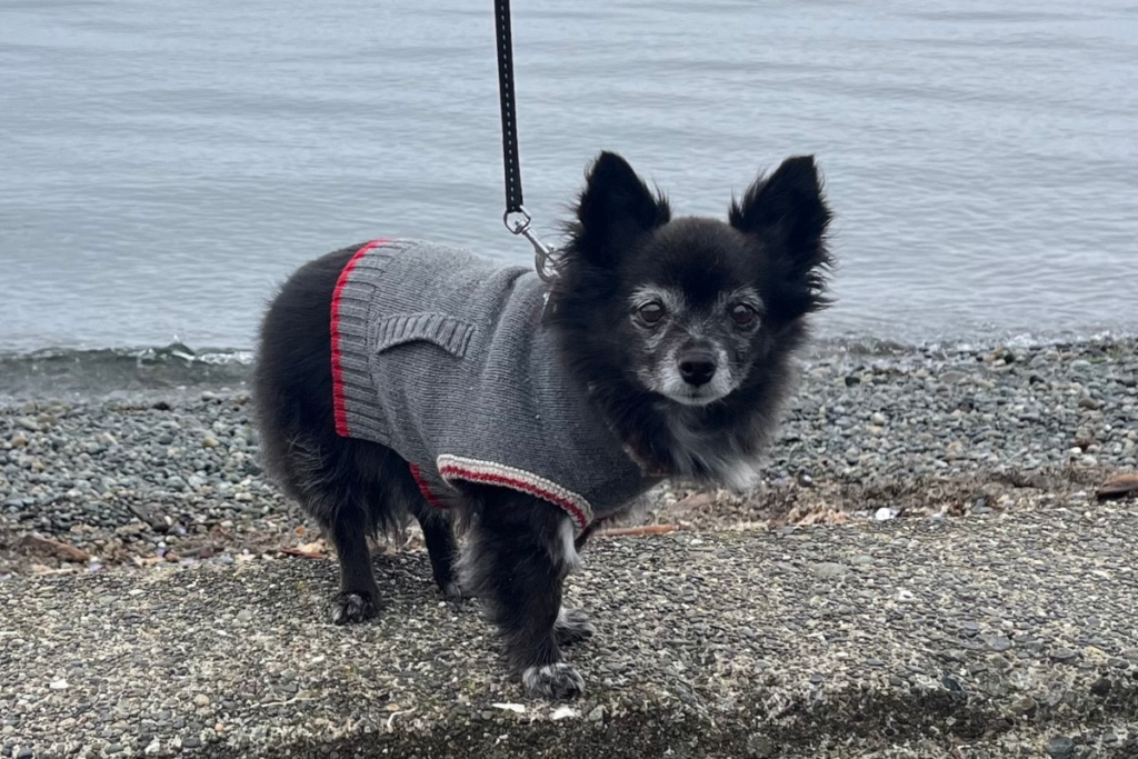 BARKING BUDDIES: Meet Nikki, the sweetest long-haired Chihuahua - Parksville-Qualicum Beach News 2 wp header logo 211