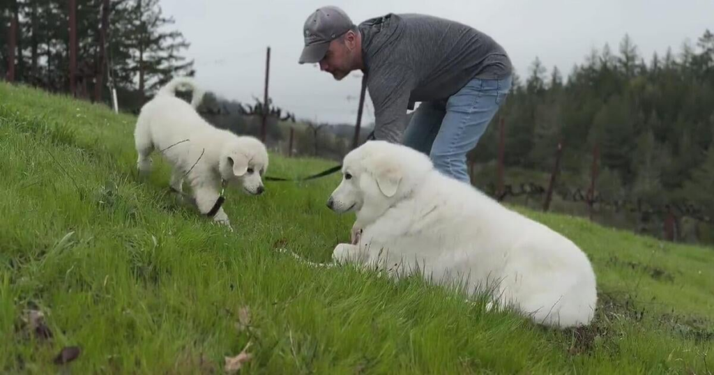 Meet Mella, a cloned dog at a North Bay winery - CBS News 2 wp header logo 228