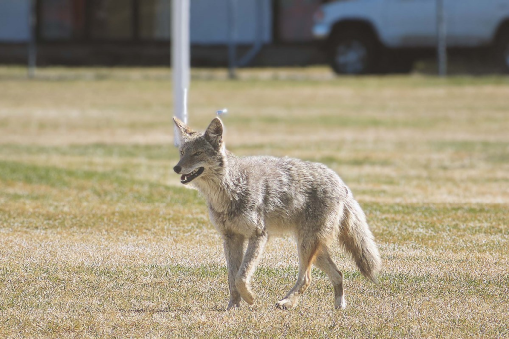 Is human food to blame for Metro Vancouver's aggressive urban coyotes? - Vancouver Is Awesome 2 wp header logo 249