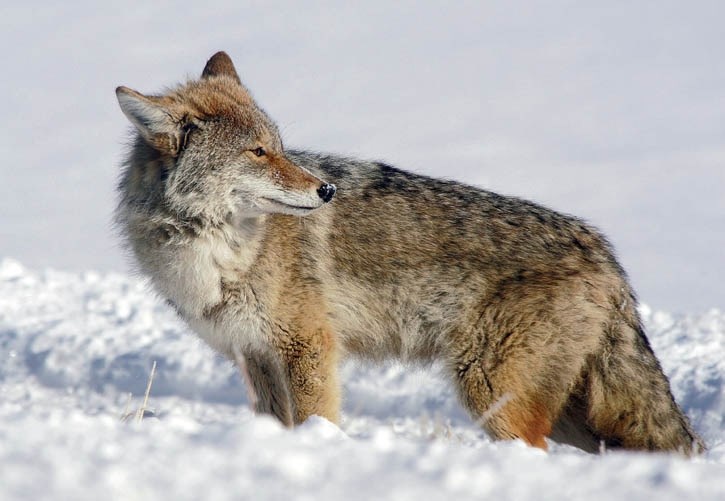 Beyond Local: Aggressive coyotes charging dogs, prompts warning for Canmore residents to be alert - St. Albert Gazette 2 wp header logo 265
