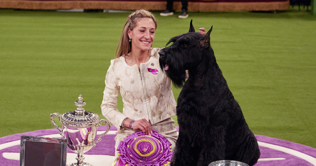 Monty the giant schnauzer wins Westminster dog show - NBC News 2 wp header logo 272